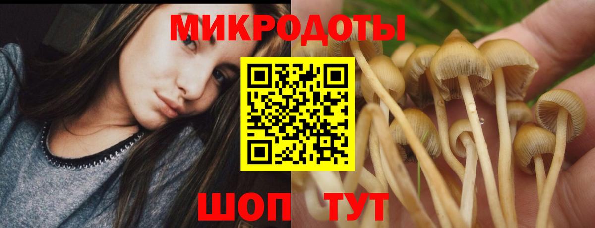 Псилоцибиновые грибы Cubensis Морозовск